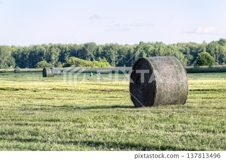 Large round hay bale in the foreground of mown green field with white storks in the distance. Rural landscape with forest on the horizon and soft daylight. 137813496