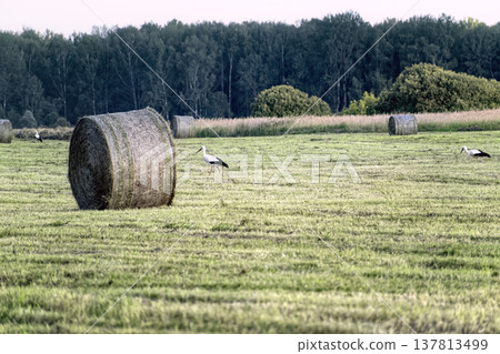 Storks walking in harvested field with round hay bales against forest background. Rural agricultural landscape with wild birds in the countryside. 137813499