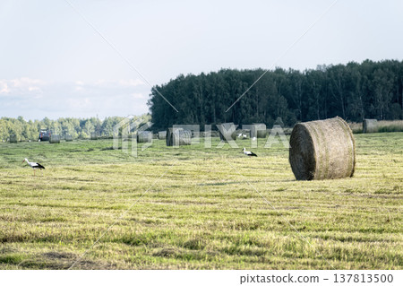Storks walking in harvested field with round hay bales against forest background. Rural agricultural landscape with wild birds in the countryside. Storks walking in harvested field with round hay bales against forest background. Rural agricultural landscape with wild birds in the countryside. 137813500