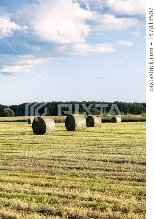 Rural landscape with round hay bales in mown field under blue cloudy sky at sunset. Agricultural harvesting concept in the countryside. 137813502