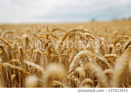 Close-up of ripe golden wheat in agricultural field. Harvest growth. Business concept, agriculture. 137813915
