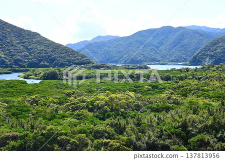 World Natural Heritage Site: Amami Oshima Island, Kuroshio Forest, Mangrove Virgin Forest World Natural Heritage Site: Amami Oshima Island, Kuroshio Forest, Mangrove Virgin Forest 137813956