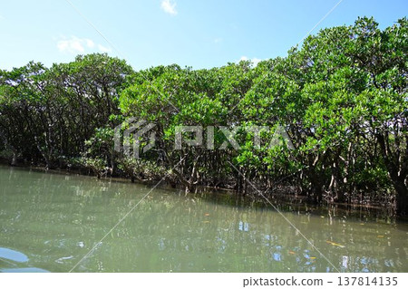 世界自然遺產：奄美大島、黑潮森林、紅樹林原始森林 137814135