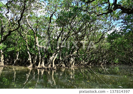 世界自然遺產:奄美大島、黑潮森林、紅樹林原始森林 世界自然遺產:奄美大島、黑潮森林、紅樹林原始森林 137814397