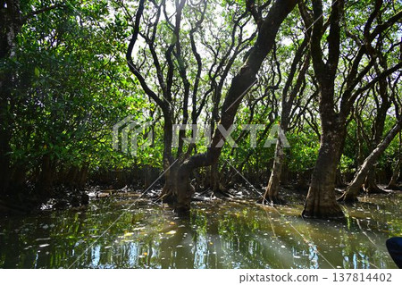World Natural Heritage Site: Amami Oshima Island, Kuroshio Forest, Mangrove Virgin Forest World Natural Heritage Site: Amami Oshima Island, Kuroshio Forest, Mangrove Virgin Forest 137814402
