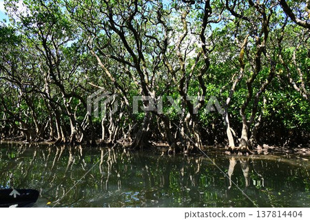 World Natural Heritage Site: Amami Oshima Island, Kuroshio Forest, Mangrove Virgin Forest World Natural Heritage Site: Amami Oshima Island, Kuroshio Forest, Mangrove Virgin Forest 137814404