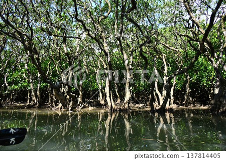World Natural Heritage Site: Amami Oshima Island, Kuroshio Forest, Mangrove Virgin Forest 137814405