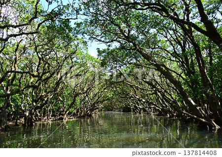 世界自然遺產:奄美大島、黑潮森林、紅樹林原始森林 世界自然遺產:奄美大島、黑潮森林、紅樹林原始森林 137814408