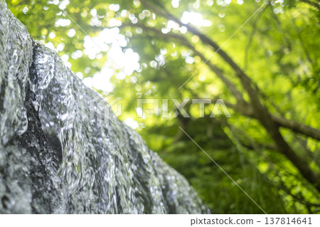 Fresh greenery in the forest, clear streams, and eco-images (Oyamakiyazawa mountain stream) 137814641