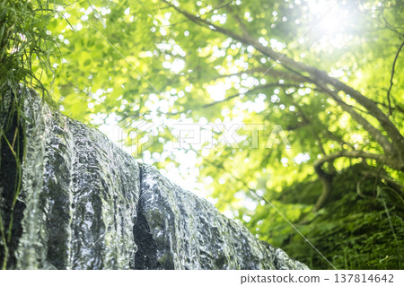 森林的新綠、清澈的溪流和生態景觀（大山木澤溪流） 137814642
