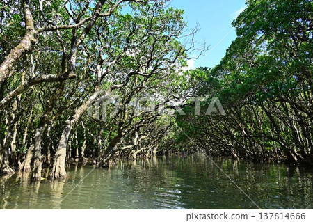 世界自然遺產：奄美大島、黑潮森林、紅樹林原始森林 137814666
