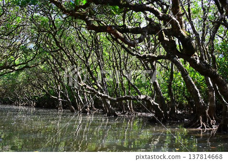 World Natural Heritage Site: Amami Oshima Island, Kuroshio Forest, Mangrove Virgin Forest 137814668
