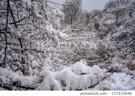 雪（高尾山路線1） 137814696