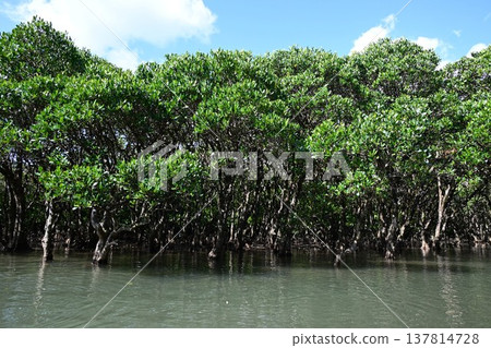 World Natural Heritage Site: Amami Oshima Island, Kuroshio Forest, Mangrove Virgin Forest World Natural Heritage Site: Amami Oshima Island, Kuroshio Forest, Mangrove Virgin Forest 137814728