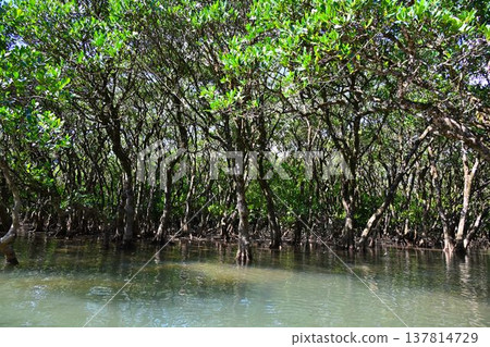 世界自然遺產:奄美大島、黑潮森林、紅樹林原始森林 世界自然遺產:奄美大島、黑潮森林、紅樹林原始森林 137814729