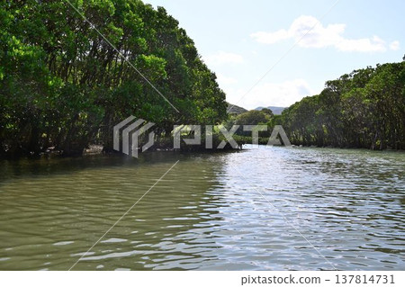 世界自然遺產：奄美大島、黑潮森林、紅樹林原始森林 137814731
