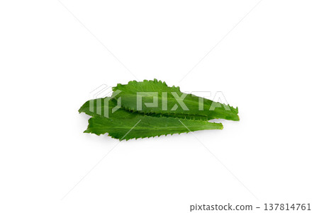 culantro isolated on white background. 137814761