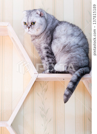 Grey Tabby Cat on Modern Honeycomb Furniture Grey Tabby Cat on Modern Honeycomb Furniture 137815189