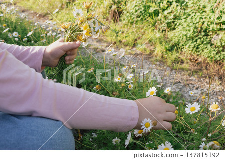 child's hand holding a bouquet of wildflowers: innocent summer interaction with nature child's hand holding a bouquet of wildflowers: innocent summer interaction with nature 137815192