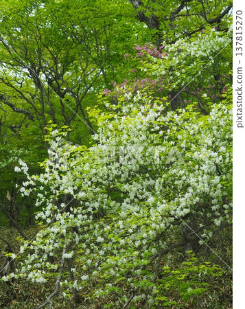 赤城山白棕櫚 137815270