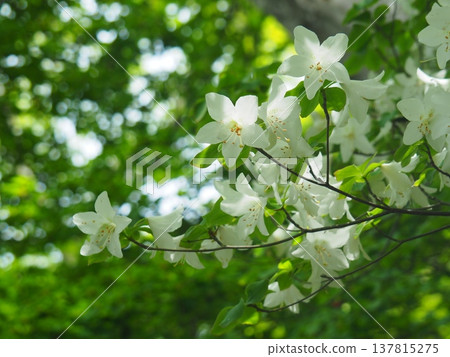 赤城山白棕櫚 137815275