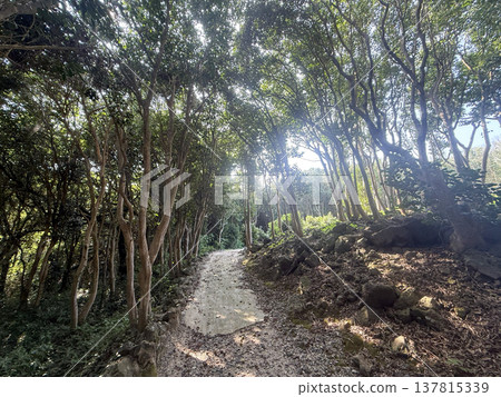 A landscape of camellia groves in Toragasaki, Hagi City 137815339