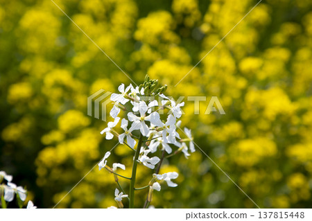 White radish flowers and rapeseed flowers White radish flowers and rapeseed flowers 137815448