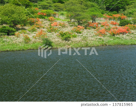 Akakiyama Wakumibuchi的Renge杜鵑花 Akakiyama Wakumibuchi的Renge杜鵑花 137815965