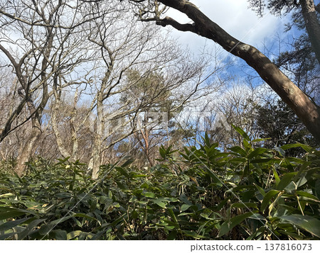 Landscape with bamboo bushes 137816073