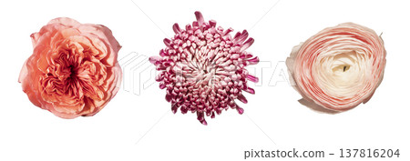 Flower buds set top down view. Floral blossoms, rose Rosa, Chrysanthemum and Ranunculus from above, Flower buds set top down view. Floral blossoms, rose Rosa, Chrysanthemum and Ranunculus from above, 137816204