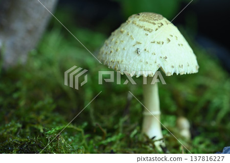 Scutellaria baicalensis Scutellaria baicalensis 137816227