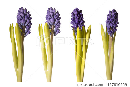 purple hyacinth flowers, Hyacinthus orientalis with green leaf and thick stem stand isolated on purple hyacinth flowers, Hyacinthus orientalis with green leaf and thick stem stand isolated on 137816339