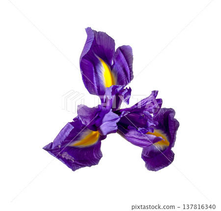 Purple iris flower isolated on white background, Close up of vibrant floral blossom with yellow Purple iris flower isolated on white background, Close up of vibrant floral blossom with yellow 137816340