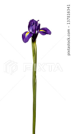 Purple iris flower isolated on white background. Single violet floral plant with long green stem Purple iris flower isolated on white background. Single violet floral plant with long green stem 137816341