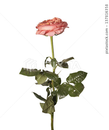 Single pink coral rose Rosa with green leaf and long stem stands isolated on white background. 137816358