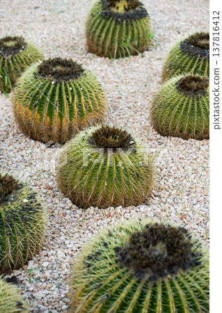 Golden barrel cacti growing in arid desert botanical garden showcasing resilient succulent plant life and drought-tolerant landscape design 137816412