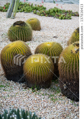 Golden barrel cacti growing in arid desert garden landscape, showing round succulents, thorny leaves, and gravel ground, representing drought tolerant nature and xeriscaping design 137816413