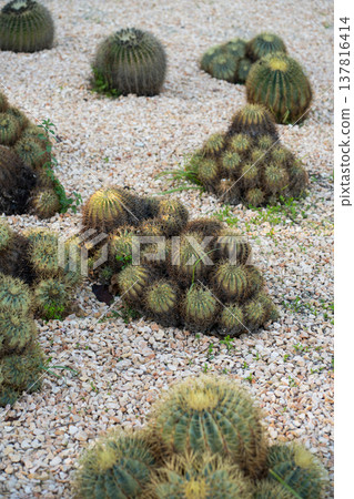 Golden barrel cactus clusters (Echinocactus grusonii) nestled among rocks, showing spherical ribbed bodies and sharp golden spines, symbolizing resilience in arid landscapes 137816414