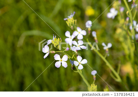 Delicate radish flowers Delicate radish flowers 137816421