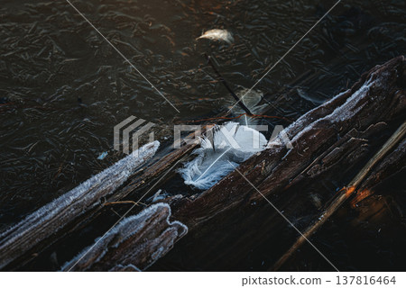 Decaying wood and swan feathers [Mihotada Floodplain] 137816464