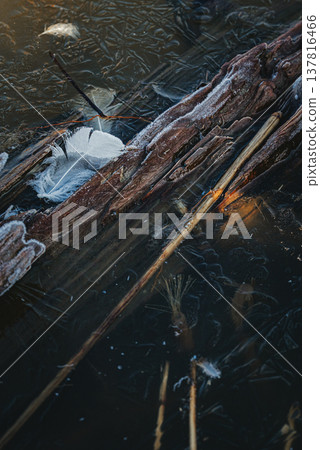 Decaying wood and swan feathers [Mihotada Floodplain] 137816466