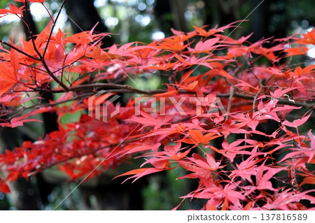 Bright red autumn leaves Bright red autumn leaves 137816589