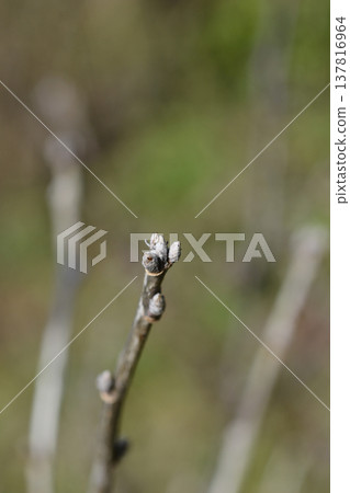 Red currant 137816964