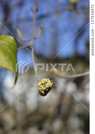 Korean spice viburnum Korean spice viburnum 137816972