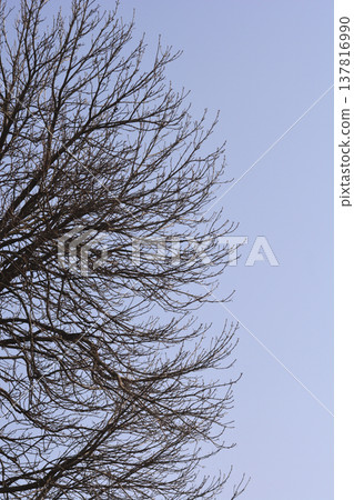 Common horse chestnut 137816990