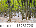 [Yamagata Prefecture - Chokai Blue Line] Springtime at the foot of Mt. Chokai, with fresh greenery and lingering snow - May 137817261