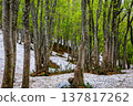 [Yamagata Prefecture - Chokai Blue Line] Springtime at the foot of Mt. Chokai, with fresh greenery and lingering snow - May 137817262