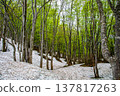 [Yamagata Prefecture - Chokai Blue Line] Springtime at the foot of Mt. Chokai, with fresh greenery and lingering snow - May 137817263