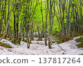 [Yamagata Prefecture - Chokai Blue Line] Springtime at the foot of Mt. Chokai, with fresh greenery and lingering snow - May 137817264