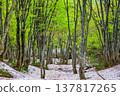 [Yamagata Prefecture - Chokai Blue Line] Springtime at the foot of Mt. Chokai, with fresh greenery and lingering snow - May 137817265
